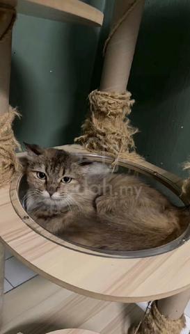 Carousel Image