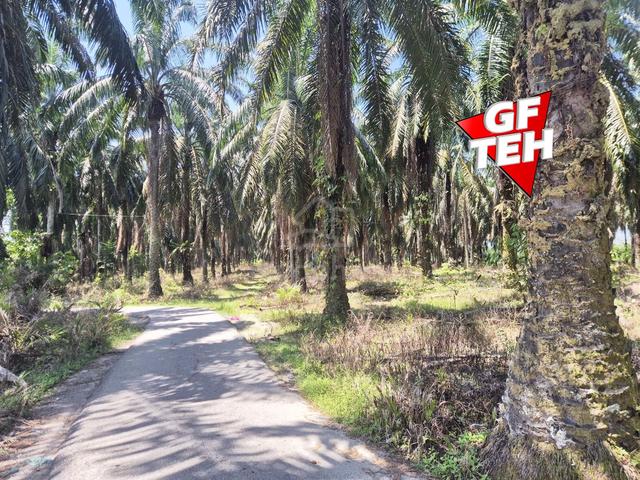 8.51 acre Agricultural Land Sungai Batu | Kedah B 1