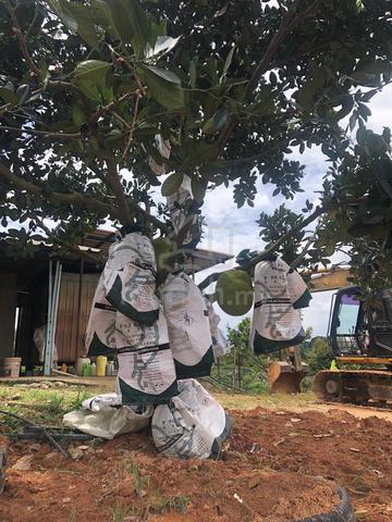 Keru, Tampin Roadside Durian Land for Sale 3