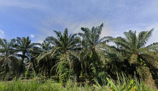 Pontian Kampung Api Api 1.27 Acre Agricultural Flat Oil Palm Land 1