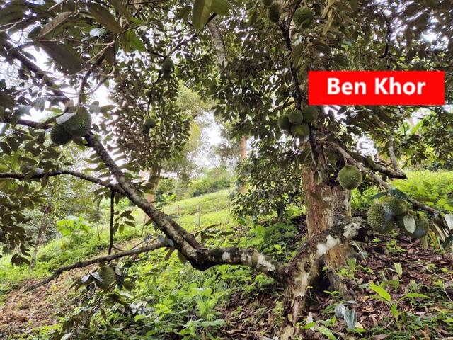 4.7Acres | Old Tree Durian Farm | Lenggong | PERAK 4
