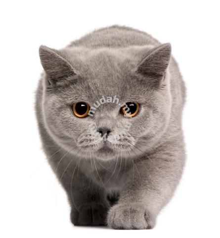 British shorthair 3 store months