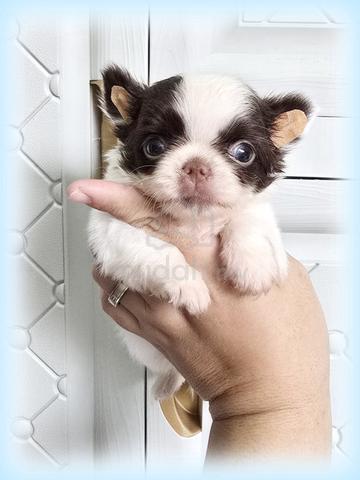 Chiwawa Pure Breed - photo 4 of 6