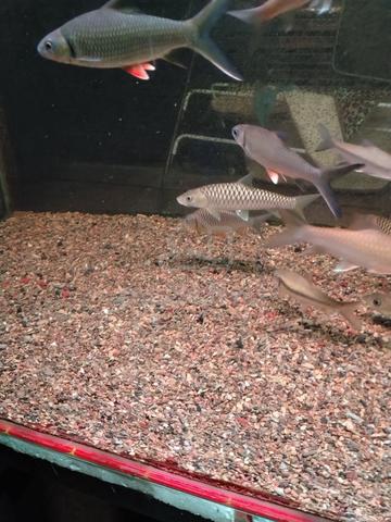 Batu amazon natural 5kg untuk tank akuarium ikan - photo 3 of 4
