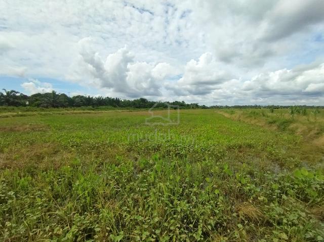 Tanah Sawah Mukim Ganchong, Pekan. 5