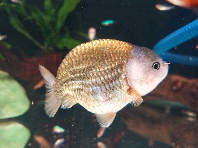 Ranchu Goldfish - photo 2 of 6