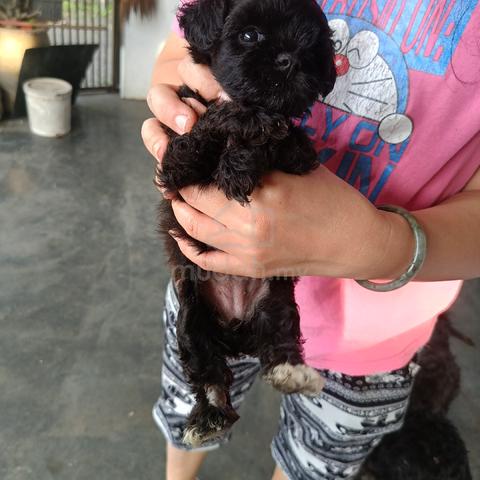 puppy poddle  - photo 4 of 4
