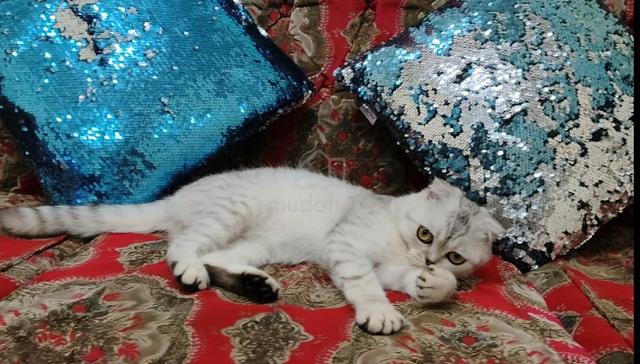 Scottish Fold - photo 2 of 3