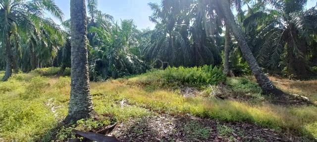 Tanah 1.8 Ekar Murah Berhampiran MRSM Sungai Besar(Geran Individu) 3
