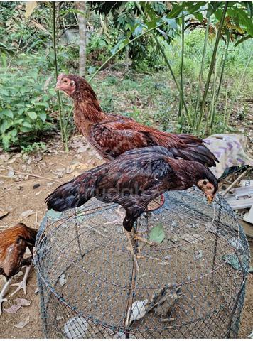 ayam ratu nokdaeng  - photo 2 of 5