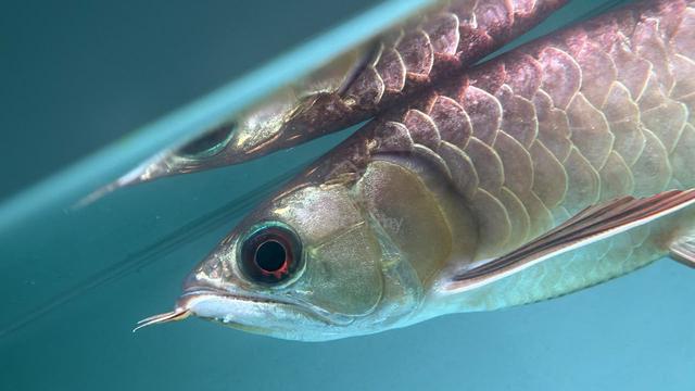 Carousel Image Selected