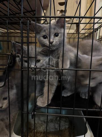 British Shorthair (Big Bone) - photo 5 of 5