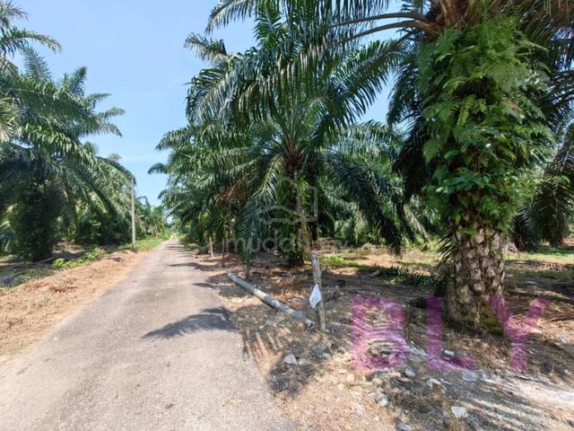Kelanang Banting Kuala Langat 2.6 Acres Argiculture Land for sale 🌱🌱 3