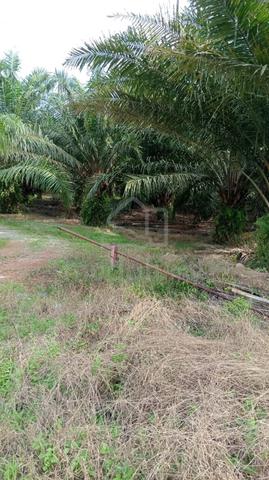 Oil Palm Land For Sale Tanjung Karang 1