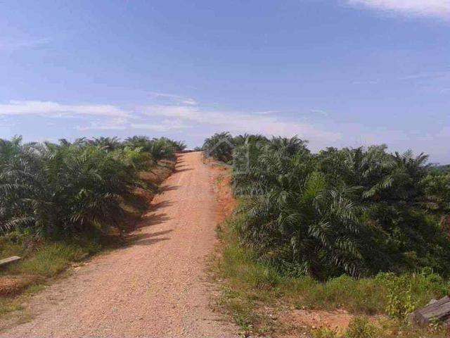 For Sale: 1000 acres Oil Palm Telupid Sabah 1