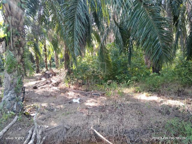 Tanah Untuk Disewa  (KG. Bertandok Beaufort) 5