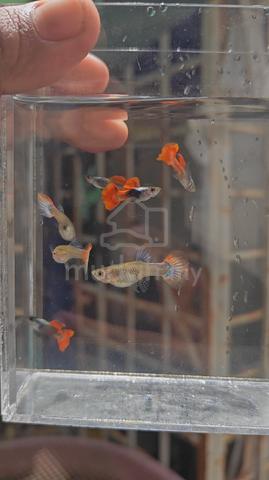 Carousel Image
