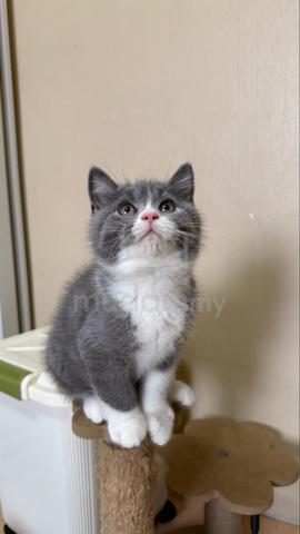 Carousel Image