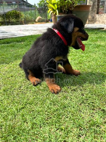 Rottweiler puppies 🐶🐾 - photo 4 of 4