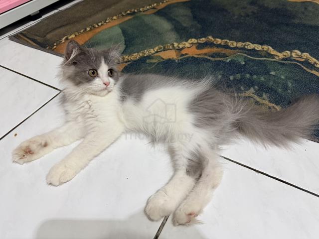 BSH Mix Persian Kitten to Rehome - photo 4 of 5