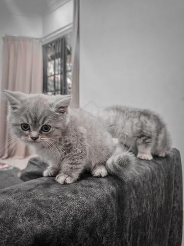BSH Kitten - photo 4 of 5