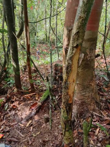 Tanah Kosong Untuk Dijual di Kg Pulungan, Sepulut Nabawan 1
