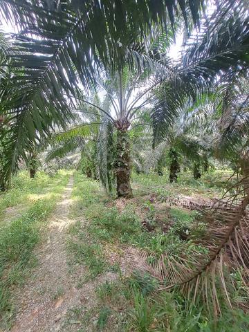 Bukit Perah Land Jenjarom 📌3.0 Acres 📌Beside Jalan Bukit Perah 3