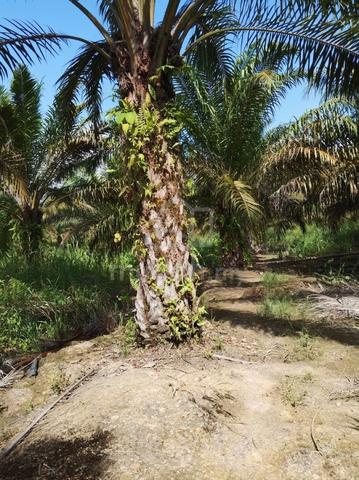 Sarawak Beluru Bakong Agricultural Land For Sale 1