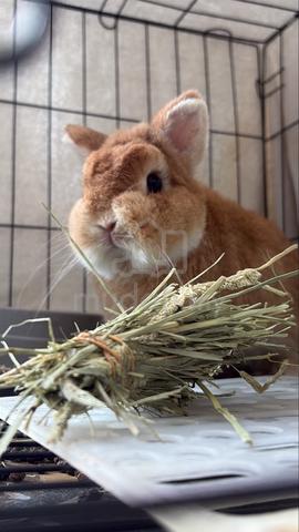 netherland dwarf rabbit nd rabbit orange - photo 2 of 4
