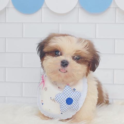 Chubby Face Shih Tzu Puppu Dog Pet *yu.0818 - Pets for sale in Puchong ...