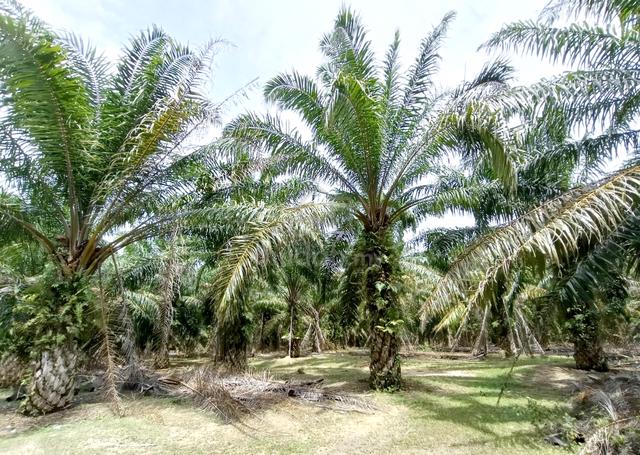 FREEHOLD LAND~ Ayer Keroh Durian Tunggal Nice Location near Highway 1