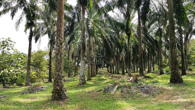 1.44 Acre Freehold Agricultural Land Bestari Jaya Batang Berjuntai 1