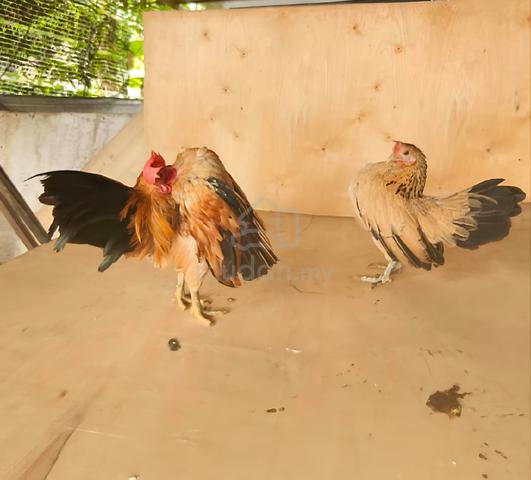 Ayam Serama  - photo 4 of 4