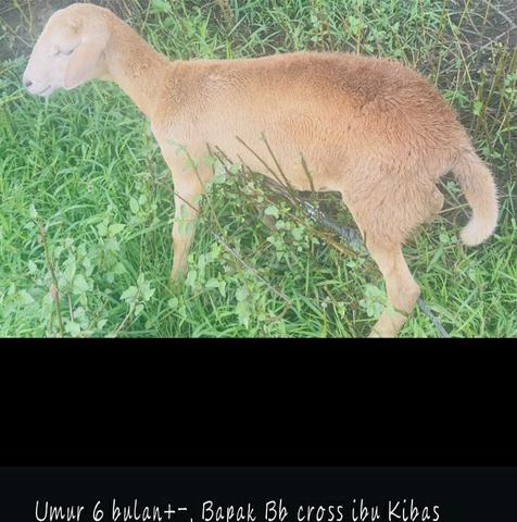 Carousel Image
