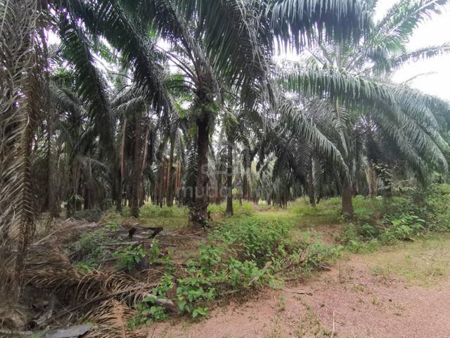 Padang Lembu Agricultural Oil Plam Tree Free Hold Land For Sale 1