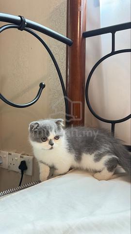 Carousel Image