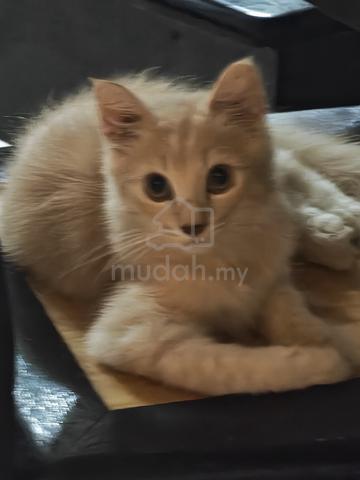 Non Standard Munchkin - photo 2 of 4