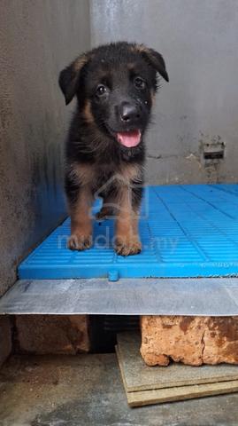 big bone male German shepherd puppy - Pets for sale in Ipoh, Perak