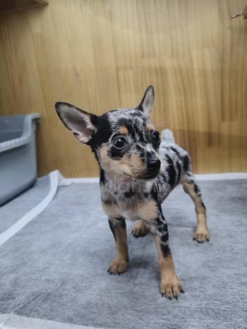 Carousel Image