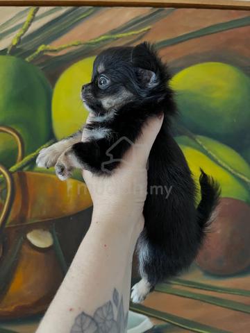 black and white Chihuahua ~5 - photo 4 of 6