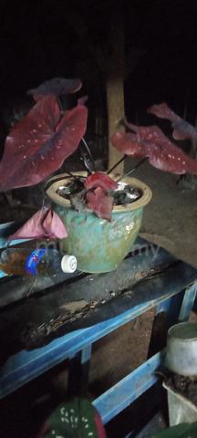 Carousel Image