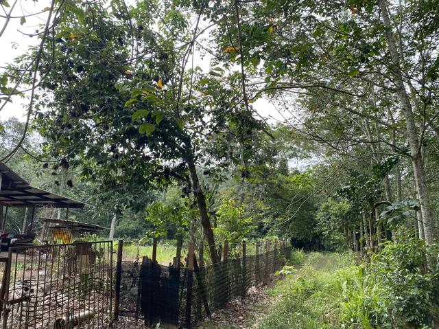 Tanah Pokok Getah Freehold MCL untuk dijual 1