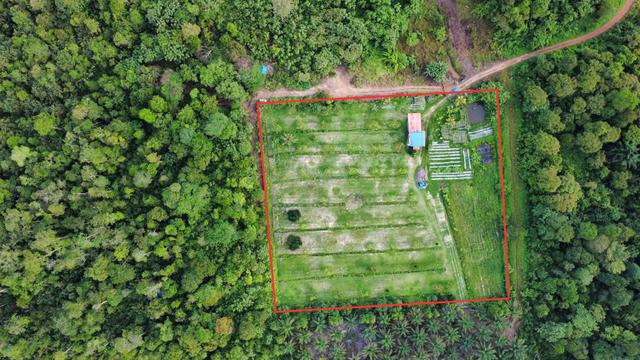 [UNTUK DIJUAL] Tanah Dusun 3 Ekar di Chini, Pekan. 1