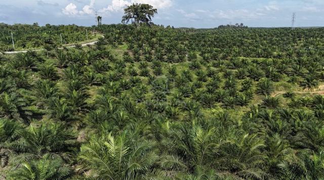 Potential oil palm plantation for SALE in Sarawak 1