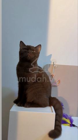 BSH Chocolate - photo 2 of 3