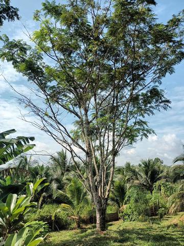 Kebun , Sungai Redan, Ulu Tiram, Johor Bahru. 1