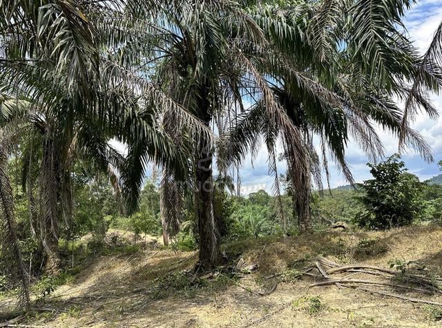 Tanah Sawit 15 ekar boleh tanam semula 1