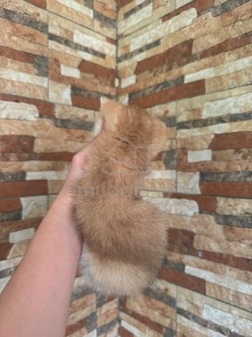 BSH Kitten Golden - photo 6 of 6