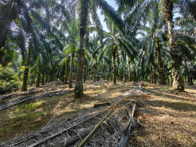 8 Acres Freehold Palm Oil Land Tanjung Besar Benta Kuala Lipis 1