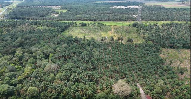 Pontian Agricultural Land For Sale 1